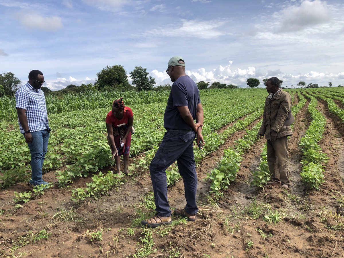 HambuloN's tweet photo. Busy week in #Eastern Zambia visiting #AID-I partners working to strengthen #SeedSystems, #AgAdvisories, #FertilizerUseEfficiency and #AccessToFinance for improved #FoodSecurity and #Livelihoods. 

⁦@CIMMYT⁩ ⁦@USAIDZambia⁩ ⁦@Sieg_SAS⁩ ⁦⁦@IFDCGlobal⁩ https://t.co/SVTXJNp6jN