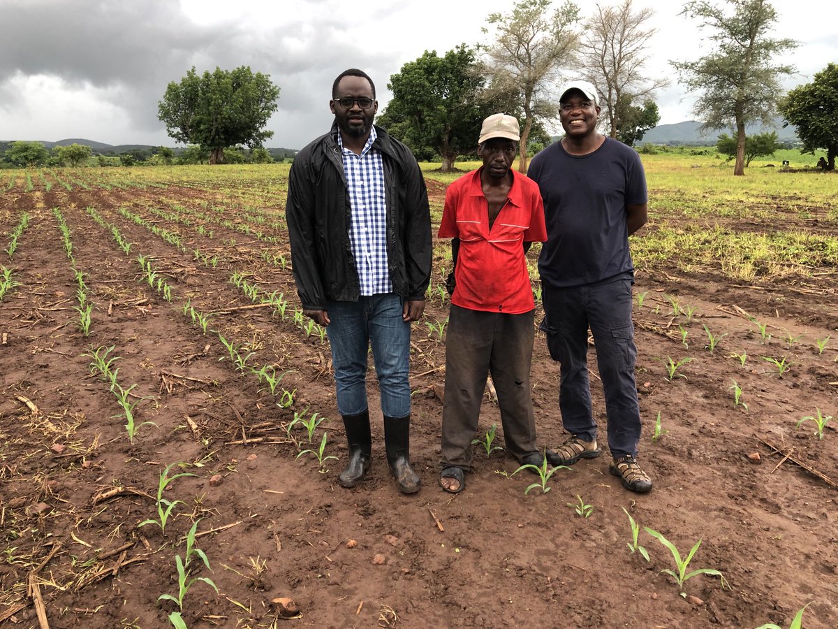 HambuloN's tweet photo. Busy week in #Eastern Zambia visiting #AID-I partners working to strengthen #SeedSystems, #AgAdvisories, #FertilizerUseEfficiency and #AccessToFinance for improved #FoodSecurity and #Livelihoods. 

⁦@CIMMYT⁩ ⁦@USAIDZambia⁩ ⁦@Sieg_SAS⁩ ⁦⁦@IFDCGlobal⁩ https://t.co/SVTXJNp6jN