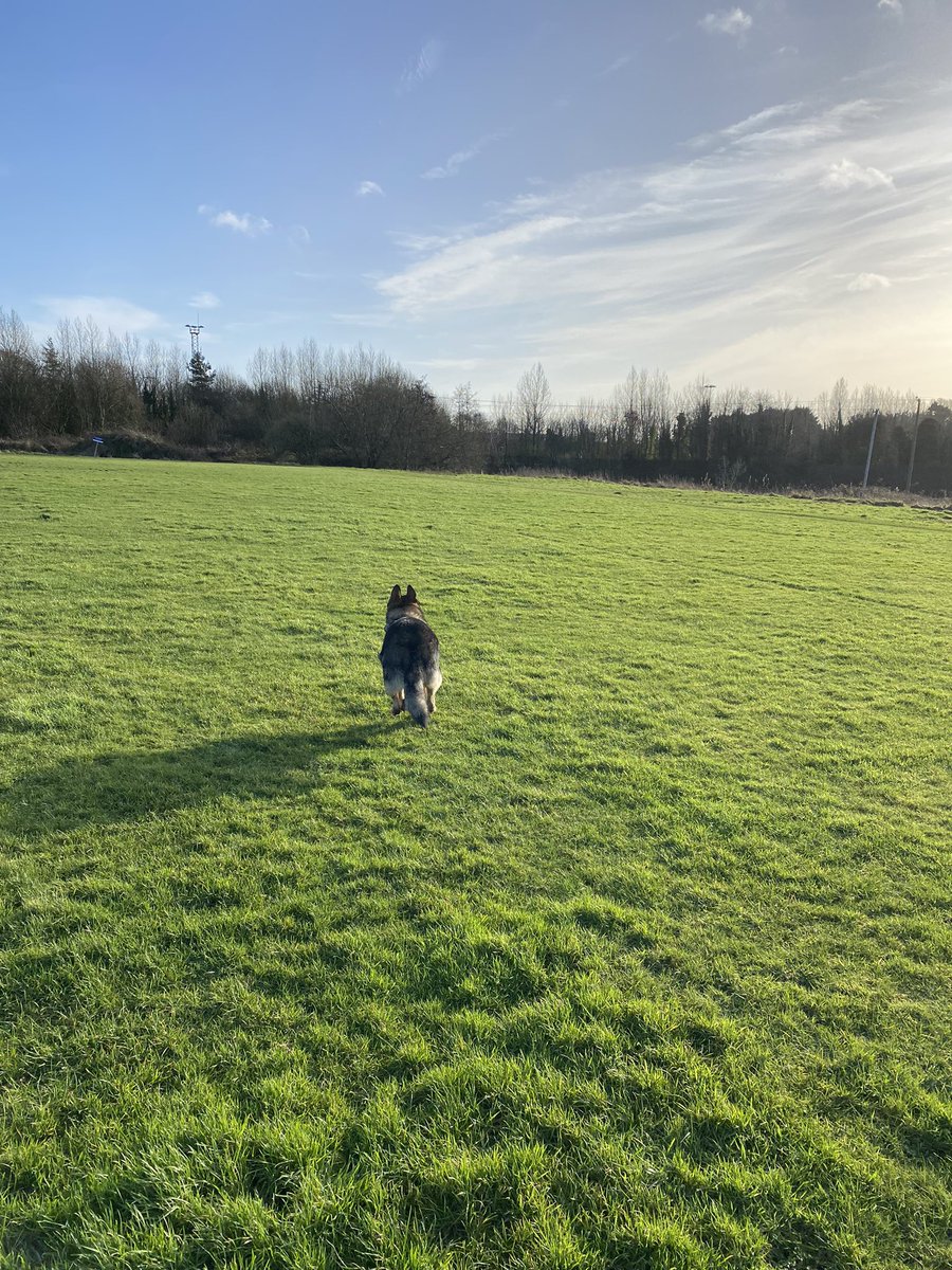 BernardVerbeek's tweet photo. Bruce enjoying his afternoon. 🐶☺️ #gsd #GermanShepherd #gsddad #germanshepherddad #DogsOnTwitter #dogsoftwitter #GermanShepherds #dogsarefamily #Germanshepherdireland #gsdireland https://t.co/vfYNY5aTJN