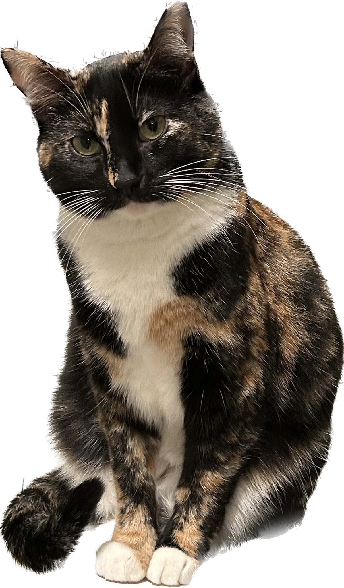 WeRateCats (_We_Rate_Cats) / Twitter