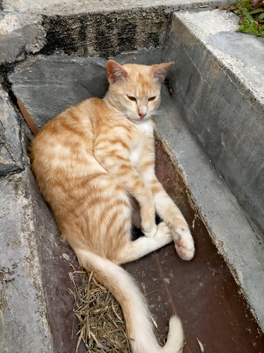 ainaa_z's tweet photo. Kitties around IIUM 🤍 
.
Heart chu, babies 🫶🏻 https://t.co/wUIE1QhwPf
