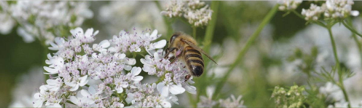 DCA - Nationalt Center for Fødevarer og Jordbrug (@dcaaarhusuni) on Twitter photo Kom til temadag om blomsterstriber 🌷🌻🐝
Hør oplæg fra Landbrugsstyrelsen, forskning og virksomheder, som producerer frø til frøblandinger.
👉Læs mere og tilmeld dig senest 23. januar her: bit.ly/3k2AyfV Kom til temadag om blomsterstriber 🌷🌻🐝
Hør oplæg fra Landbrugsstyrelsen, forskning og virksomheder, som producerer frø til frøblandinger.
👉Læs mere og tilmeld dig senest 23. januar her: bit.ly/3k2AyfV
