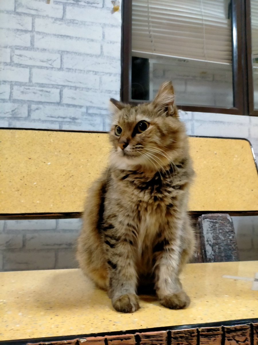 ainaa_z's tweet photo. Kitties around IIUM 🤍 
.
Heart chu, babies 🫶🏻 https://t.co/wUIE1QhwPf