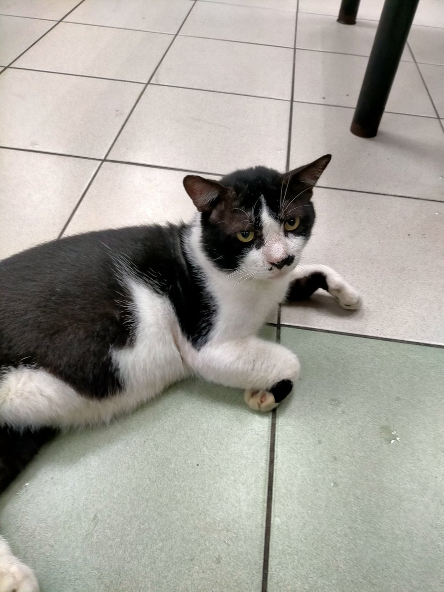 ainaa_z's tweet photo. Kitties around IIUM 🤍 
.
Heart chu, babies 🫶🏻 https://t.co/wUIE1QhwPf