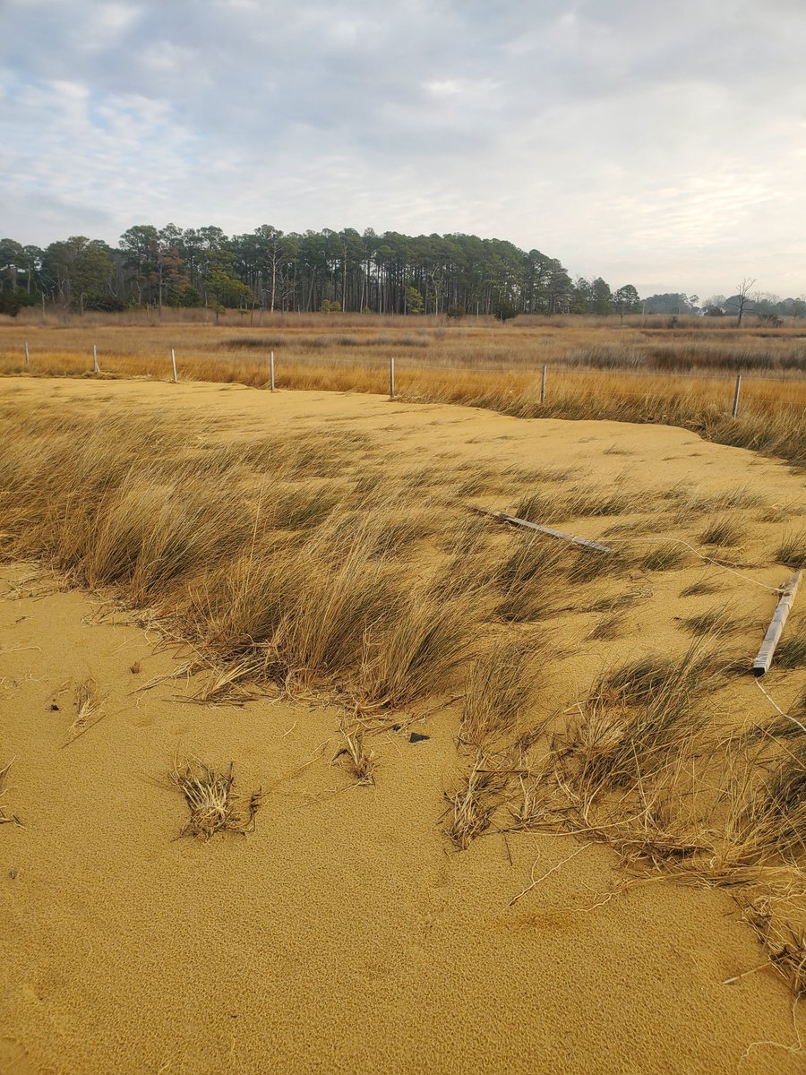 esrgc's tweet photo. Logan and Ryan were recently asked to visit a Deal Island shoreline restoration project to provide an update after a recent storm event.  Even with the strong winds, Logan was able to complete multiple drone flights to provide imagery to share with the project team. https://t.co/fiQGOCncxy