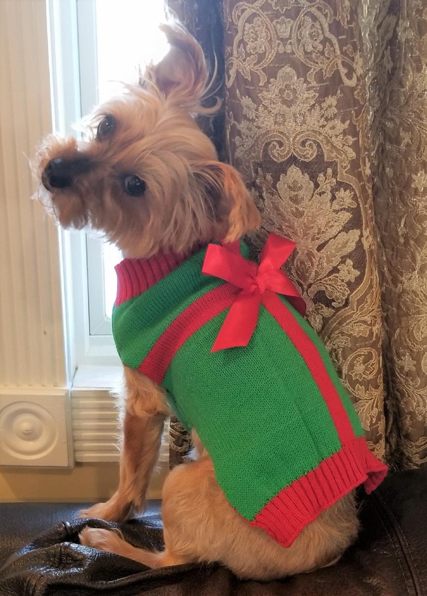 January 14 is National #DressUpYourPetDay #pets #petlovers #AnimalLove #animallovers #puppylove #puppysmuggling #cutestdogever #yorkie #instalove #doglife #puppykisses #socute #babydog #smile #DYK conta.cc/3FXJ20i