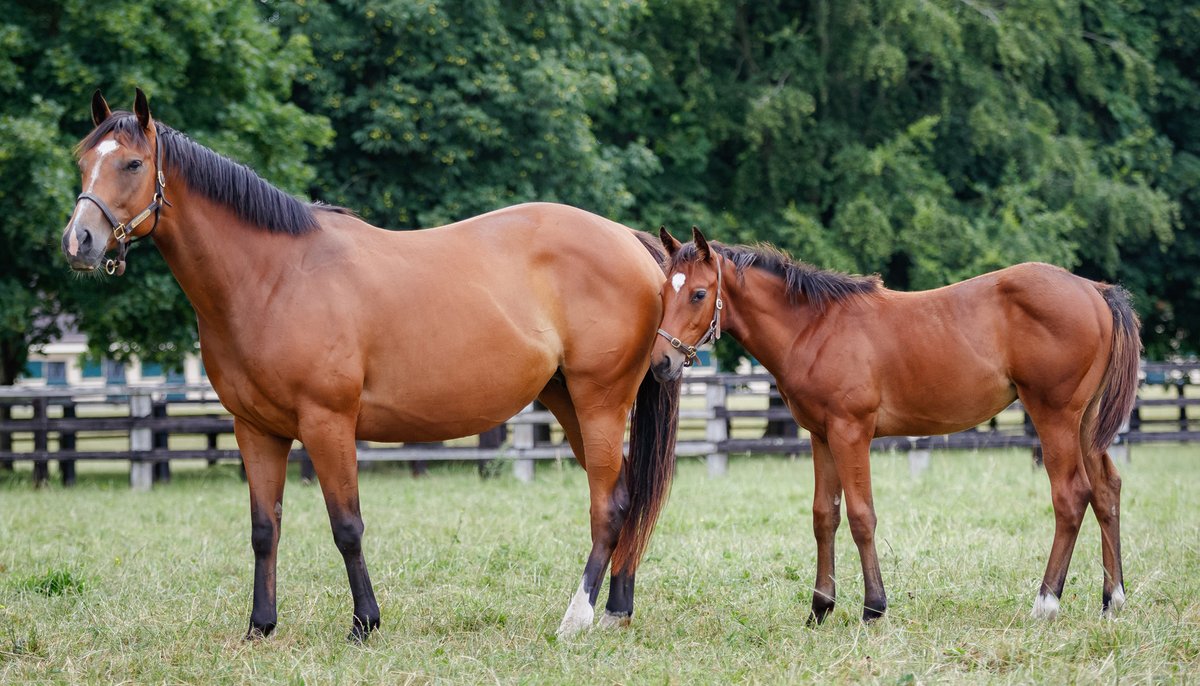 AgaKhanStuds's tweet photo. For #MareMonday today we have #Valdaya, who won 1 race and placed 6 times on the track.
Both her foals to race have won - including #Valimi, debut winner in 2022 of the same 2yo maiden as #Zarak and #Erevann. She has a 2yo filly by Kingman and is due soon to Hello Youmzain. https://t.co/5NopFEgvGd