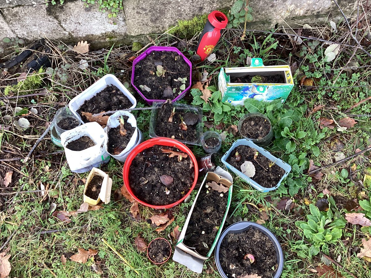 Our spring bulbs are starting to grow! 🌺🌷🌸🌼 <a href="/MillbrookP/">Millbrook Primary</a>