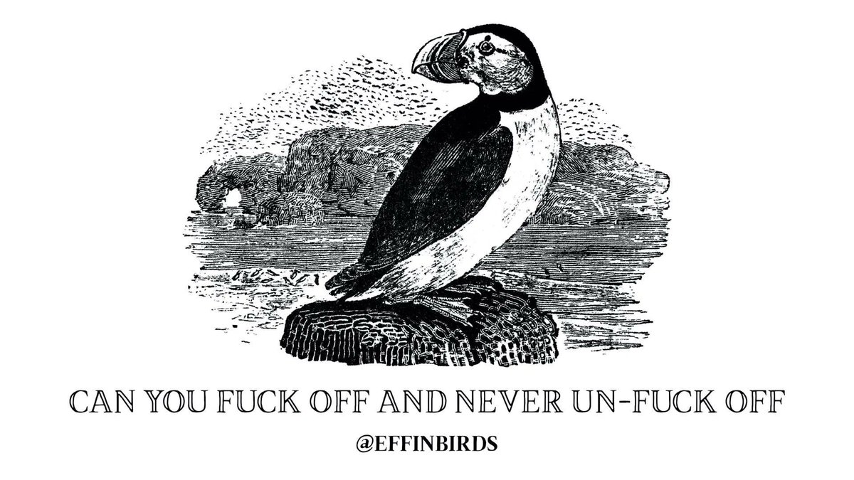 Effin' Birds tweet media