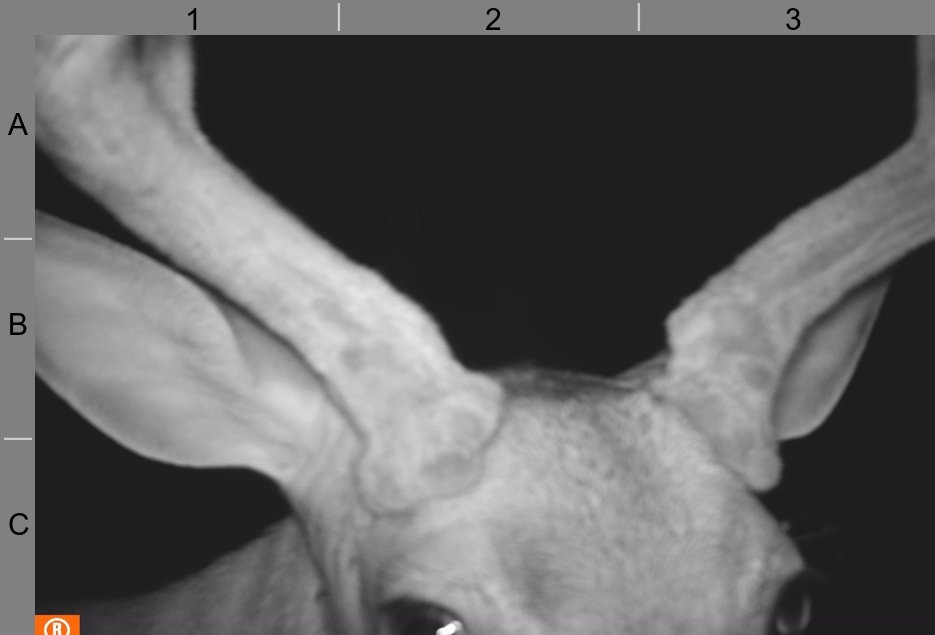 Okay, who has a #cameratrapping photo of a deer closer to the camera? #mammalwatching