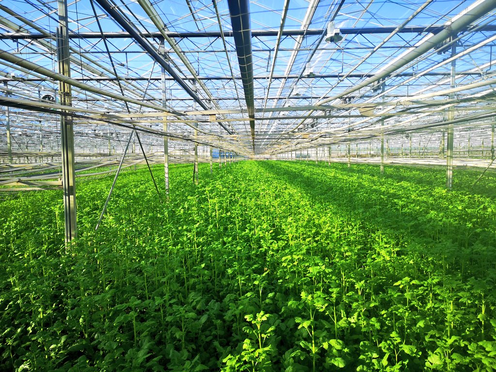 Marinus Kiep tweet media