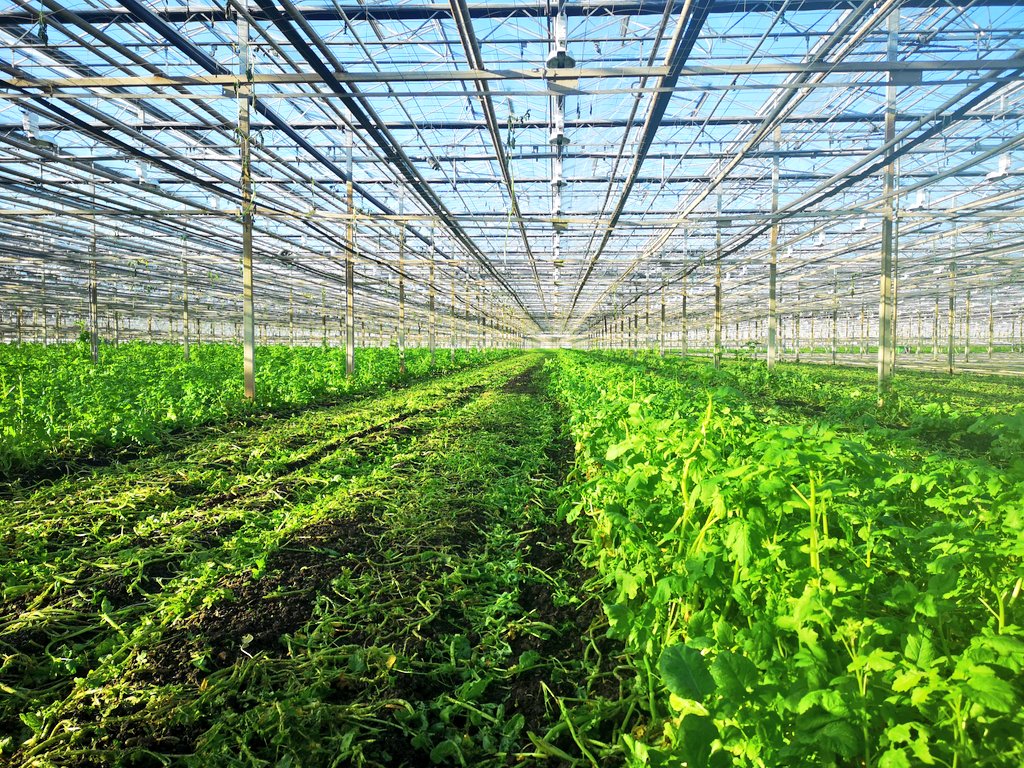 Marinus Kiep tweet media