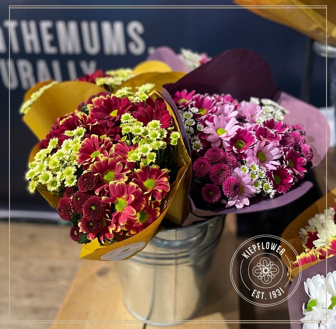 Deze week begonnen met een behoorlijk pak groenbemester te maaien. Komende week start het planten om zo weer mooie bloemen en boeketten te kunnen maken! <a href="/Kiepflower/">Kiepflower</a> <a href="/RVZ_Chrysanten/">Royal Van Zanten</a> <a href="/Dekker_Chrysant/">Dekker Chrysanten BV</a>