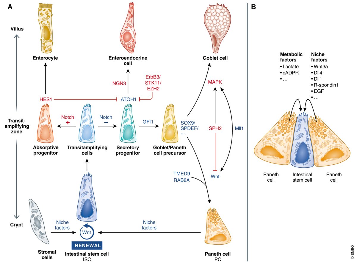 EmboMolMed's tweet photo. If you missed it ➡️ Review on the biological functions of #PanethCells and their importance for intestinal homeostasis and organismal health
By C. Wallaeys, N. Garcia-Gonzalez & C. Libert @ugent @VIBLifeSciences
#PanethCells
🗞️Fully #openaccess: https://t.co/yNF10Hhqwh https://t.co/783UhQNelG