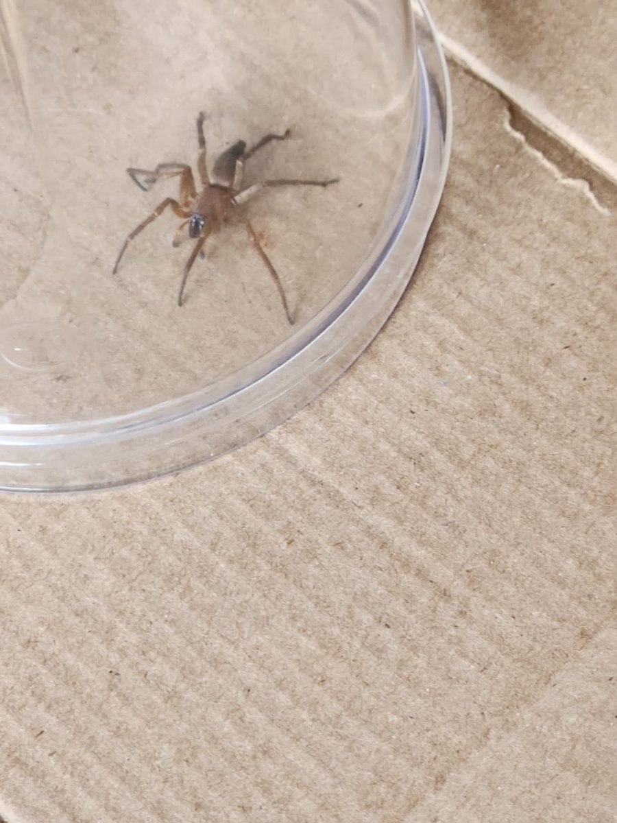milas43's tweet photo. @Arachno_Cosas buenos días me podrías ayudar con información de esta araña por favor https://t.co/tz96fdnQaP