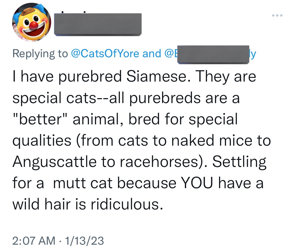 Cats of Yore on Twitter "FYI talking trash about my cats or mixed