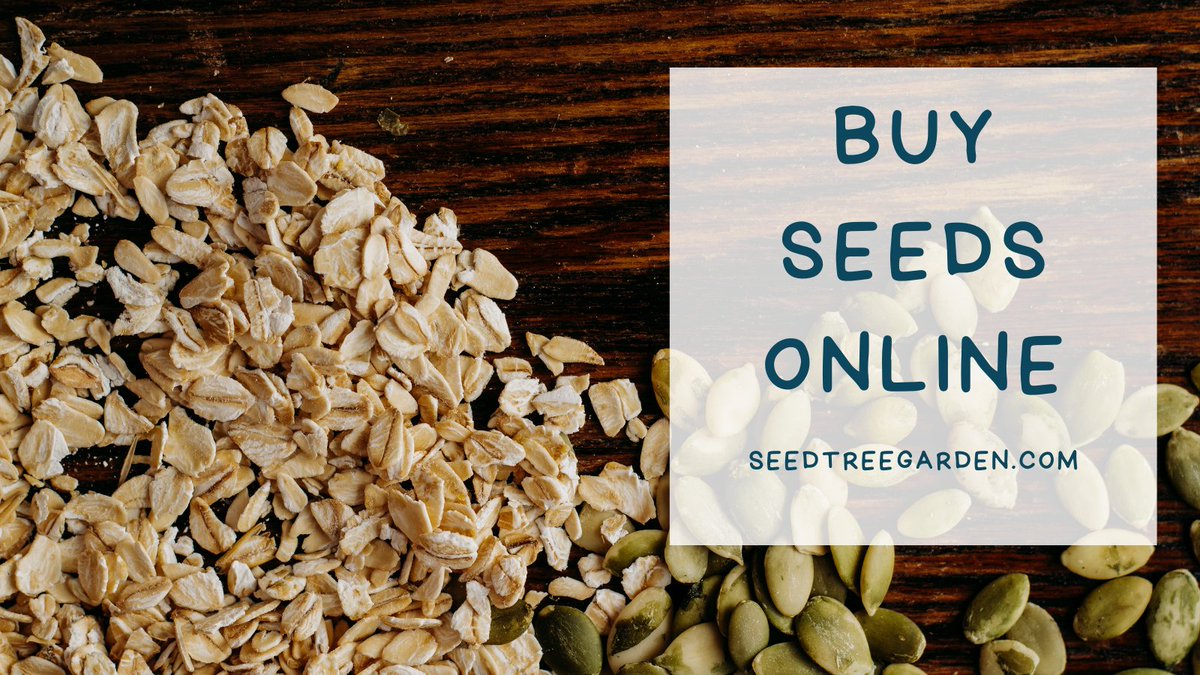 If you’re looking for the best place to buy seeds online, then you’ve come to the right place! So, whether you’re looking for vegetable seeds, flower seeds, or herb seeds, we’ve got you covered!
seedtreegarden.com/seed/best-stor…