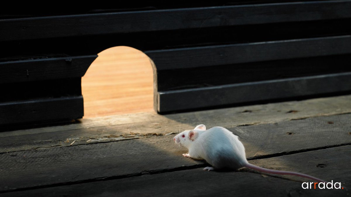 RonotGauthier's tweet photo. Vous ciblez du trafic froid ? 

Testez le “trou de souris” (spécial e-commerce) pour décupler vos conversions 🐭

Tous les détails dans ce superbe thread 🧶 https://t.co/eXIW6U97q2