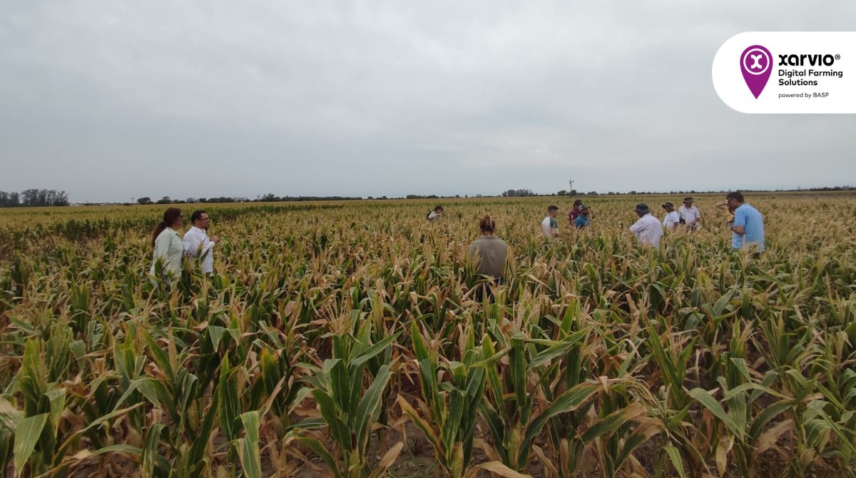 🌿¡Seguimos con las recorridas! Visitamos ensayos de Oferta Conectada de soja y maíz en Devoto, Humboldt y Oro Verde 💜

#XarvioDigitalFarmingSolutions #OfertaConectada #AgriculturaDigital #BASF