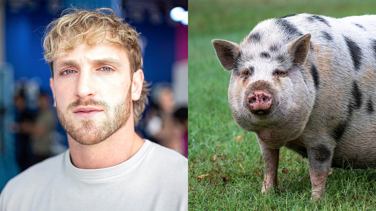 TheOnion's tweet image. Logan Paul Challenges Abandoned Pet Pig To Boxing Match bit.ly/3GEZ5iR