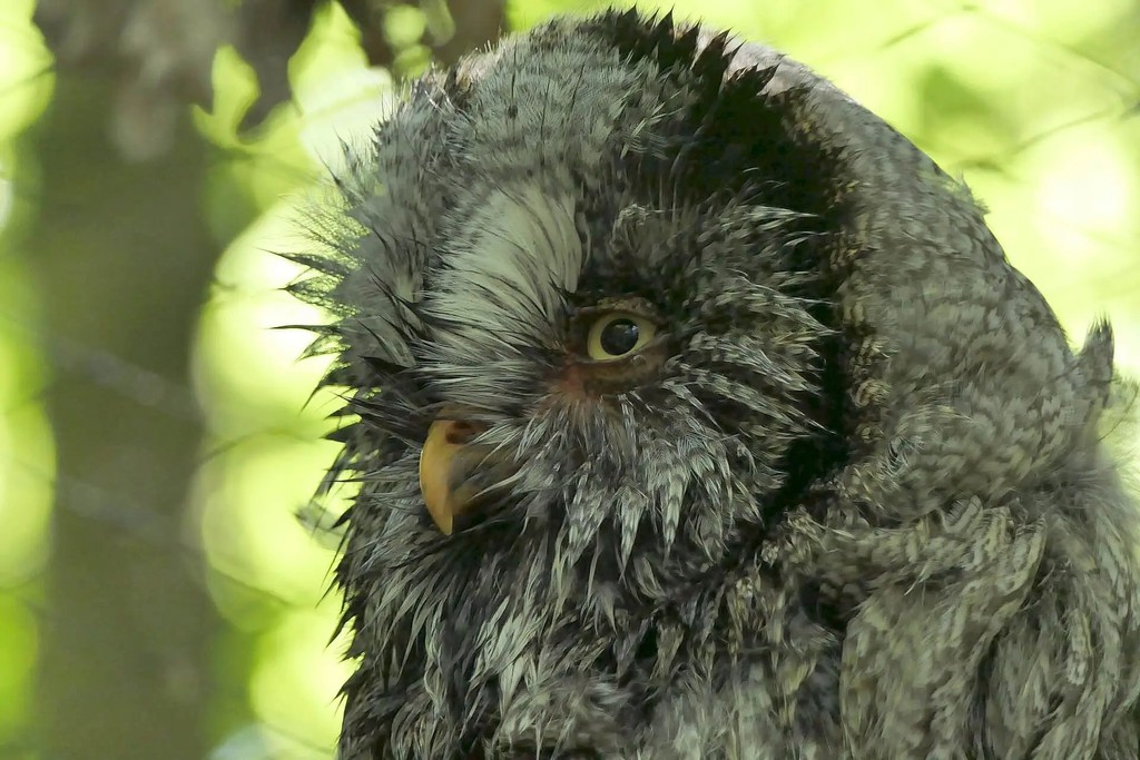 Audiolingualism is a methodology associated with the theories of B F Skinner, who once taught a two year old to be deathly afraid of his mother’s fur coat.

Read more 👉 lttr.ai/65jB

#ELTChat #Duolingo #Audiolingualism