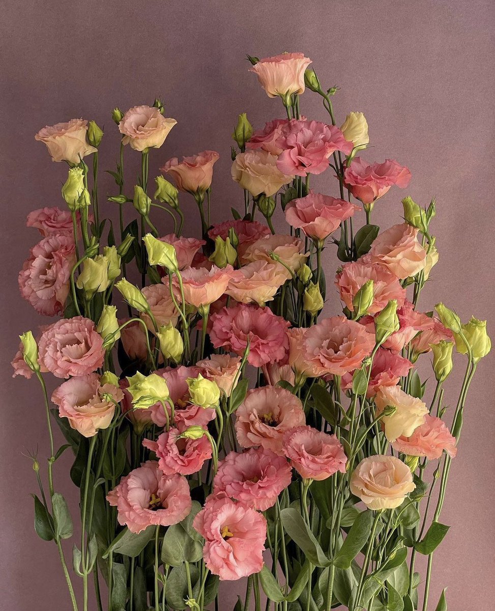 dearlybeloves's tweet image. pretty flowers