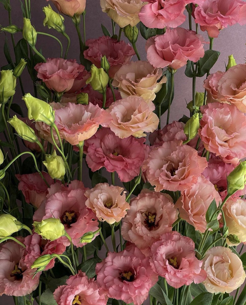 dearlybeloves's tweet image. pretty flowers