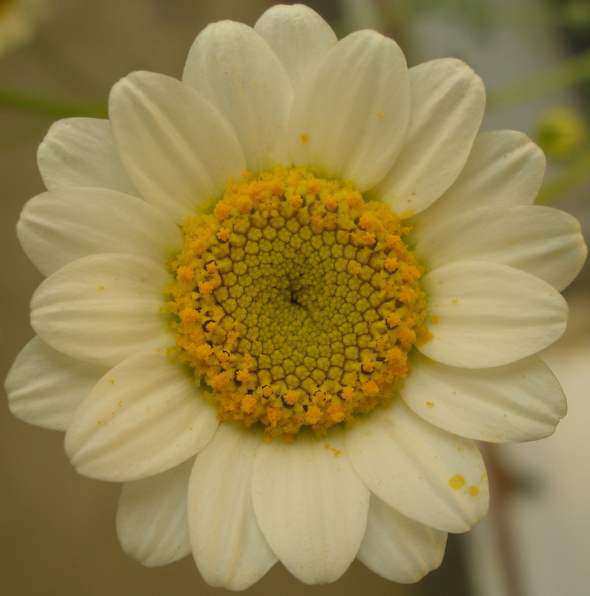 Adrián Sánchez Albert tweet media