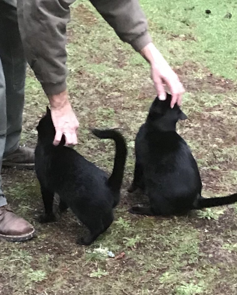 BootsBinx's tweet photo. The real reason humans have two hands! 🙌🏼🐈‍⬛🐾🐈‍⬛🙌🏼 #CatsLover #CatsOfTwitter #Hedgewatch https://t.co/KzyJc8b18X