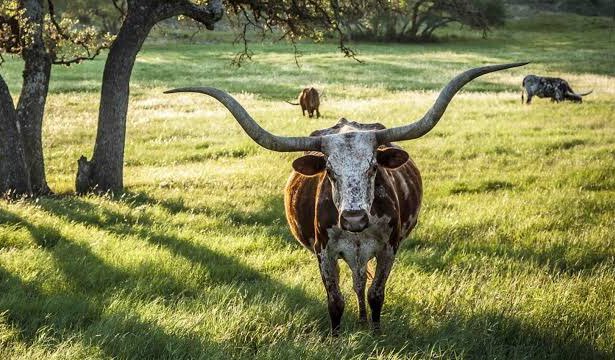 テキサスロングホーン】《品種》 ［分類］哺乳類鯨偶蹄目ウシ科 ［分布