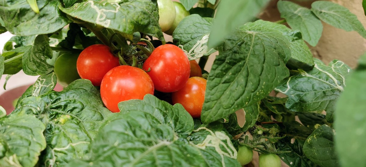 JpDelights's tweet photo. We planted these #tomatoes during the lockdown. From the garden to the jar.
https://t.co/mrQVDy3BU7
JP's Delights - Inspiring Adventure ~ That's My #Jam!
#compotes #marmalades #Chutneys #Preserves #Jellies #homemade #homegrown #foodie #lovejams #fruits #fruitsoflabor #lovingit https://t.co/MEZCHO7Bx2
