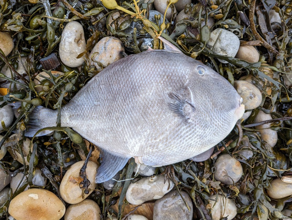 DorsetLimpet's tweet photo. A few cool finds all washed up on Chesil Beach, Dorset in the last 14 days. 
A deceased juvenile Loggerhead turtle. Marine worm - Eunice norvegica. Grey Trigger fish and a Zigzag scallop from warmer tropical waters.
#beachcombing
#marinelife
#dorsetcoast https://t.co/xcXSEoONgz