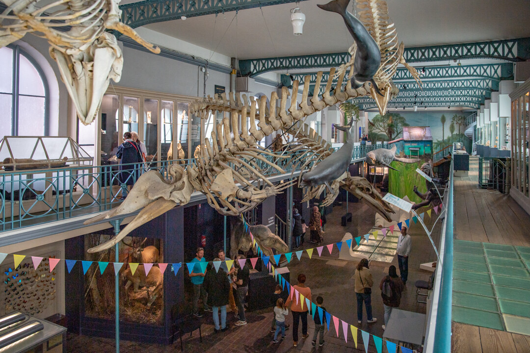 🥳🦖 #LundiMotivation : bravo au Musée d'histoire naturelle (<a href="/MHNLille/">Muséum de Lille</a>) qui a enregistré un total de 154.655 visiteurs en 2022 : un record de fréquentation inégalé !

⌛️ L'histoire du musée continue... 

#culturealille