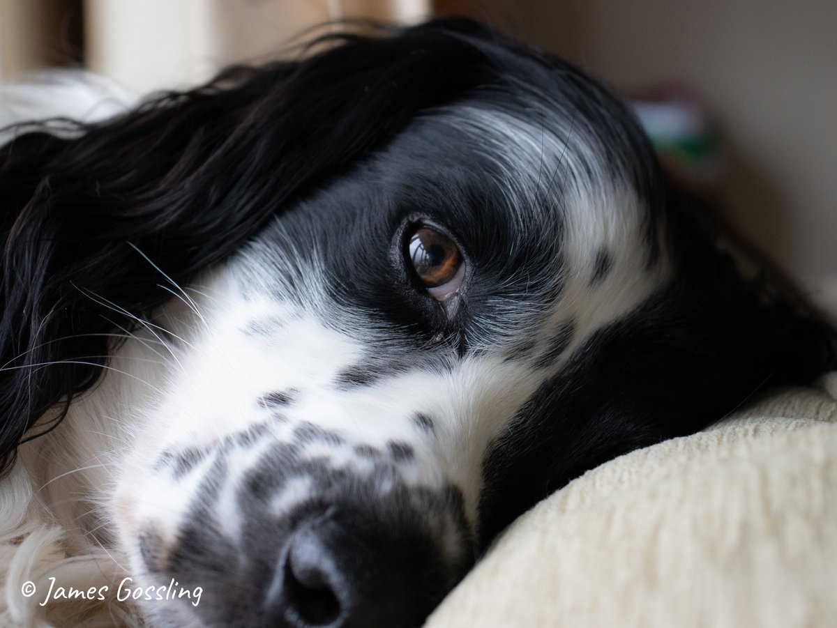 Managed to catch dogs still for a while. #canon #DogsOnTwitter #dogsoftwitter