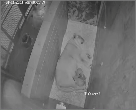 Let's talk about dens! In the wild, female lions separate from the pride to give birth in small hidden dens, usually in vegetation, caves, or other secluded areas. This is a natural instinct to protect the cubs.