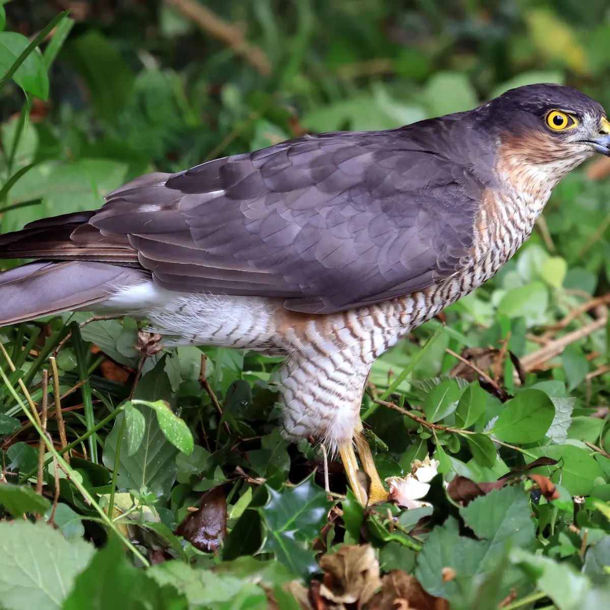 David Allison tweet media