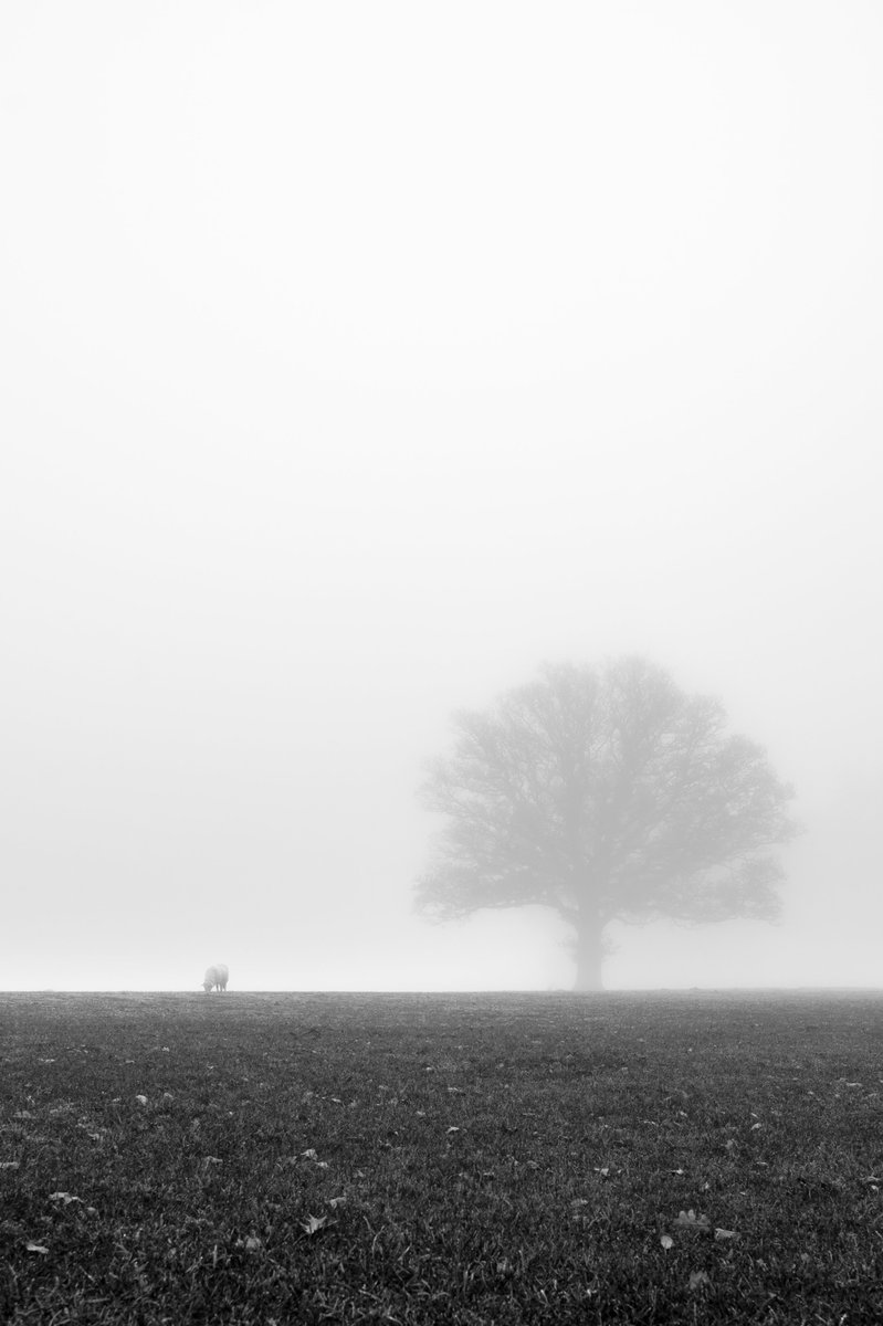 RiddellPhilip's tweet photo. @AP_Magazine "Winter Isolation"

#Nikon #Z6ii #105mm #monochrome #blackandwhite #landscape #fog #iamnikon #lowepro https://t.co/CsRNMqjh2G