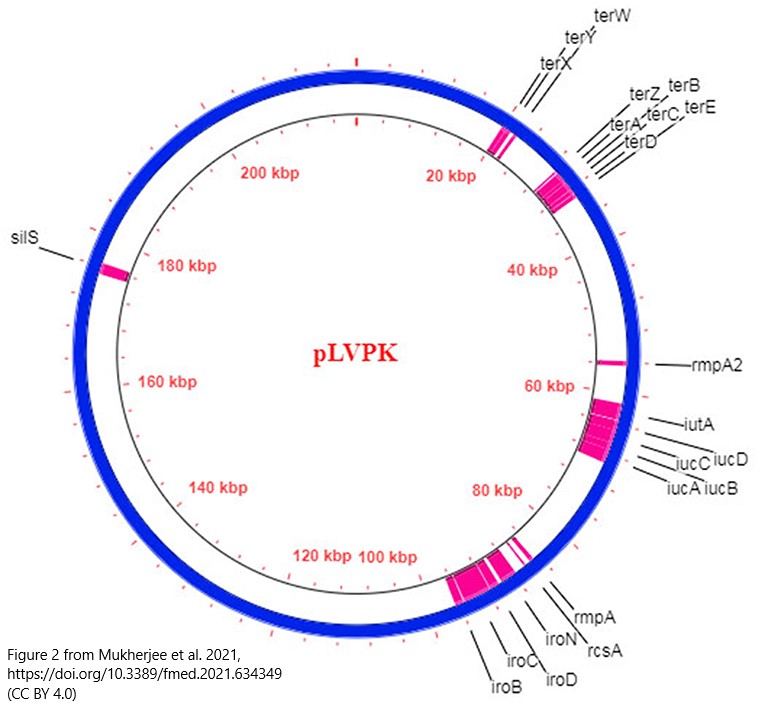 7/11
hvKP is a virulent pathogen &amp; has higher potential to cause disease

hvKP has several virulence genes present on large plasmids (e.g. pLVPK), including siderophores &amp; genes conferring a thick capsular polysaccharide

doi.org/10.1128/CMR.00…

doi.org/10.3389/fmed.2…
