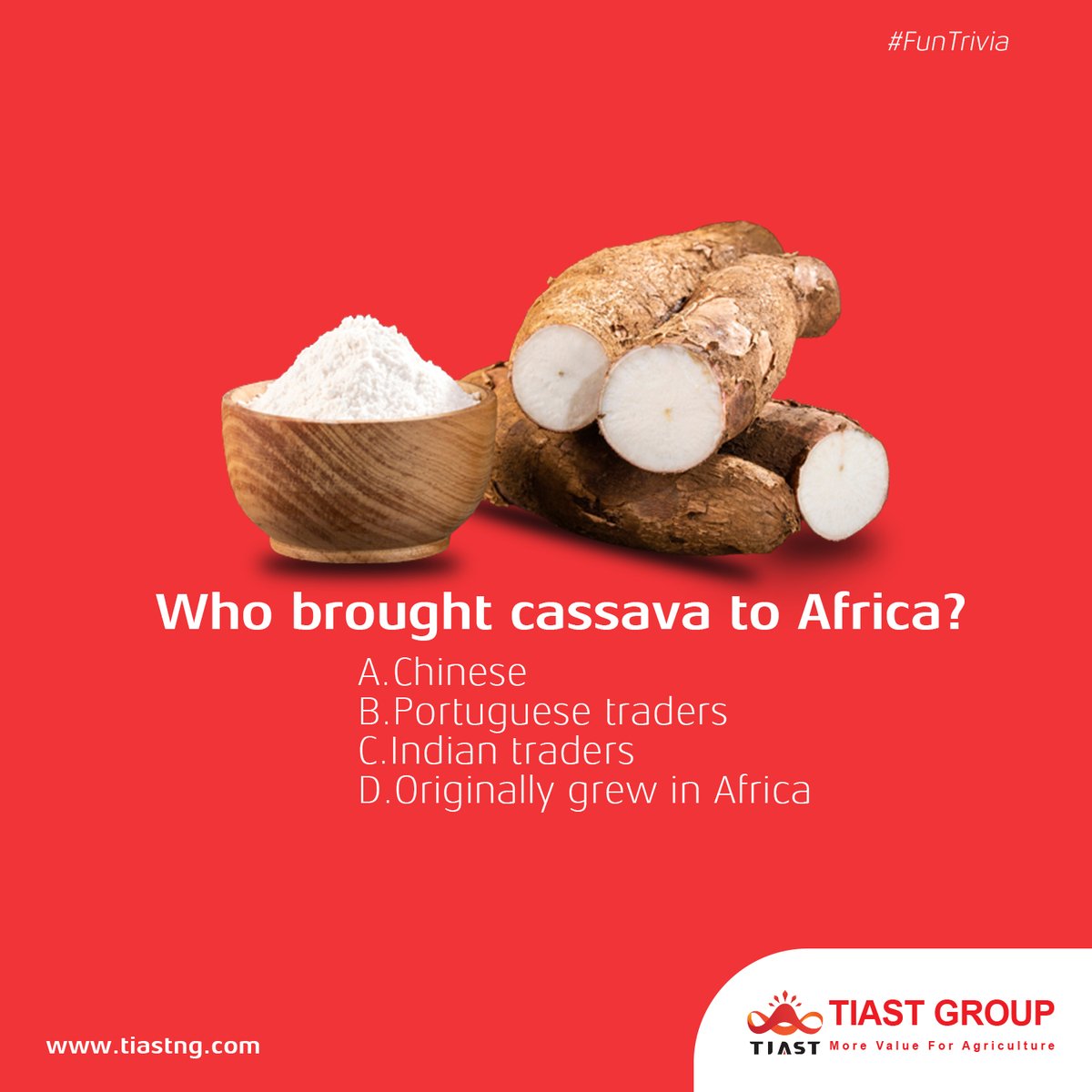 Do you know about the origin of cassava in Africa?
Tell us who brought cassava to Africa.

#africa #cassava #tiastgroup #funtrivia
#industrial  #agriculture  #farming #global
 #factory #machinery  #trade