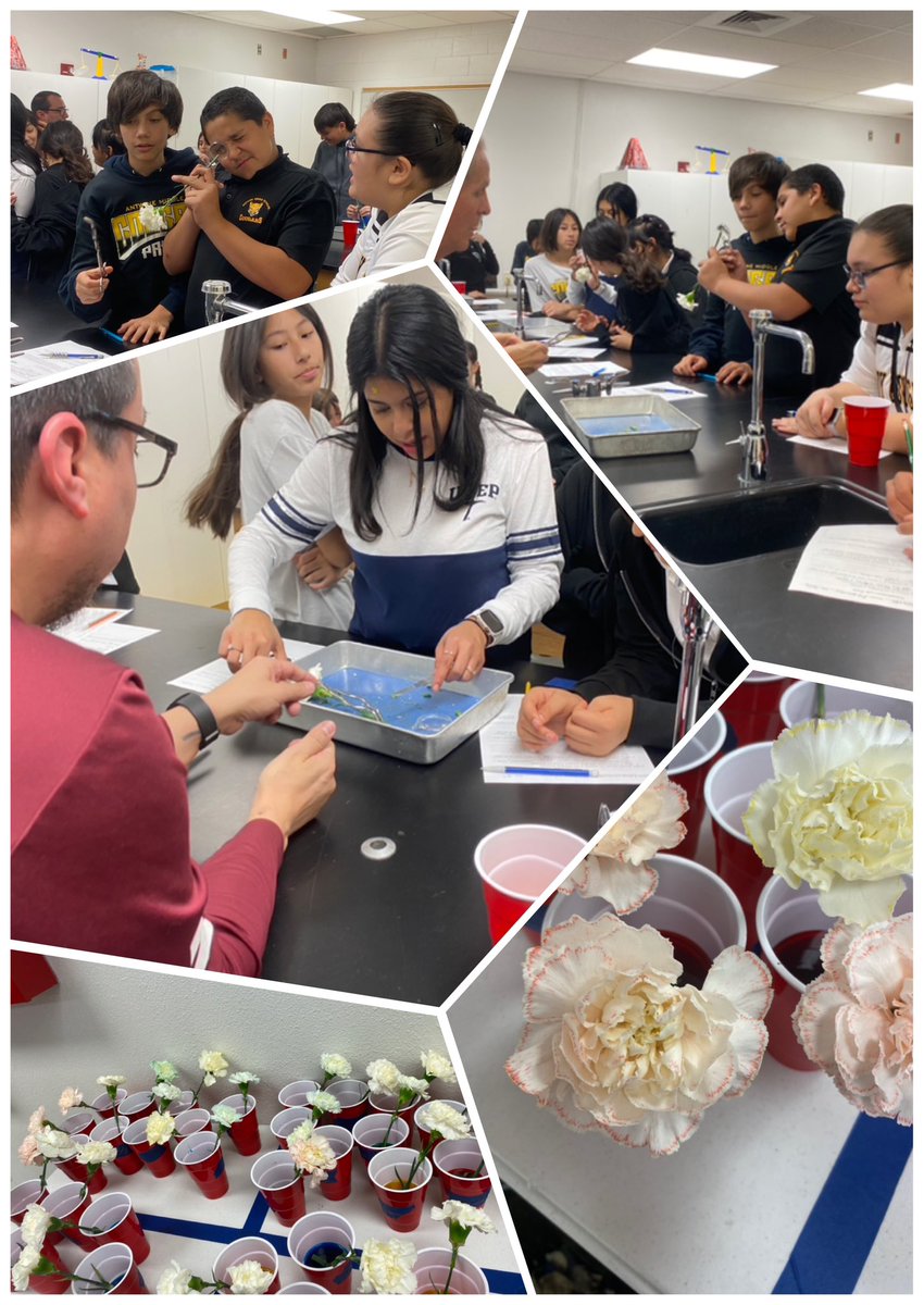 Seeing great things in our science lab!!! Our scholars are seeing transpiration in plant before their very eyes!! #relentless <a href="/KRunkles_AMS/">Karissa</a> <a href="/HAntwine_MS/">Patricia Pedroza</a> <a href="/SPorras_AMS/">S. Porras</a> <a href="/GSchatte_AMS/">Graham Schatte</a>