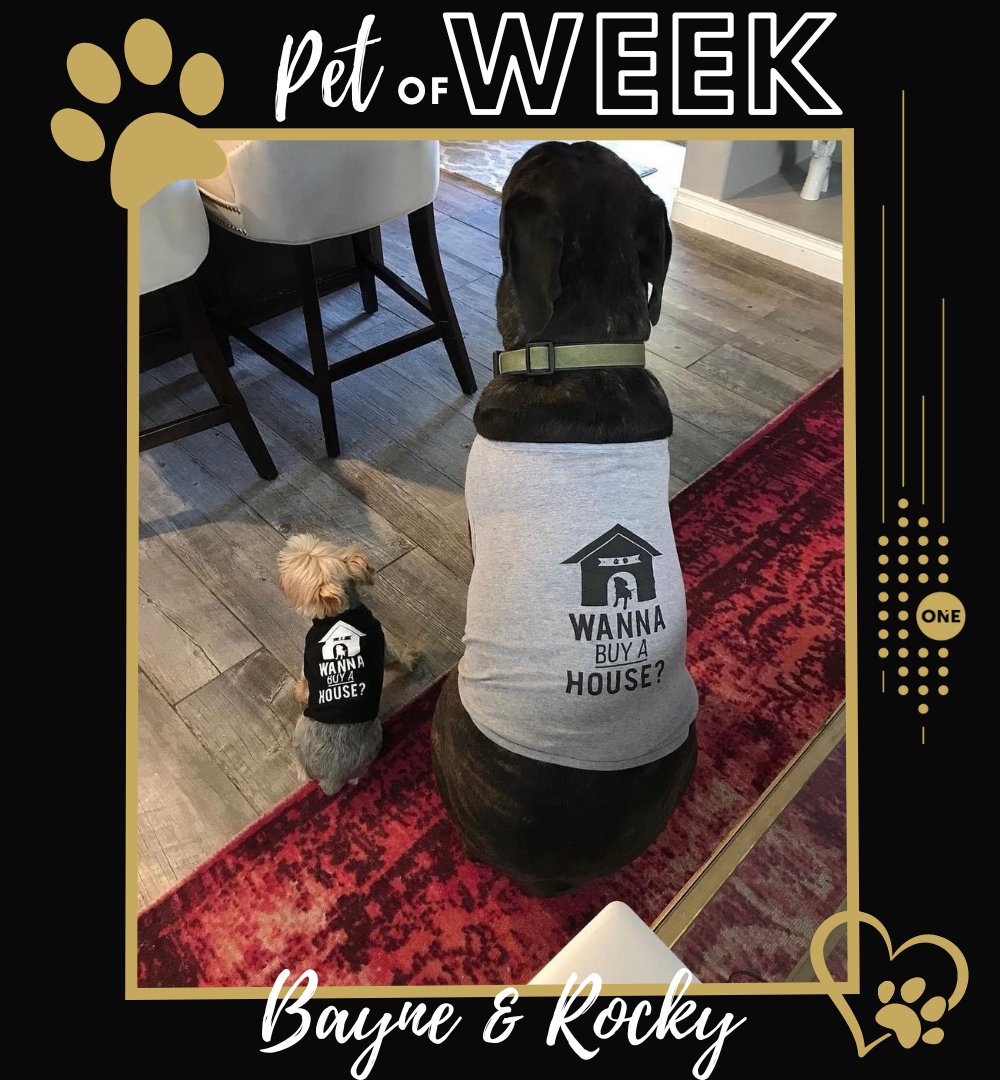 NVSWRealtyONE's tweet photo. Meet our very first Pets of the week!
Bayne &amp; Rocky Who were submitted by our very own Miranda Sheridan. They are the cutest marketing tools anyone could have!If you would like to submit your Pet to be featured as the Pet of the week, please check out the Friday Newsletter. #team https://t.co/BijXc2waxf