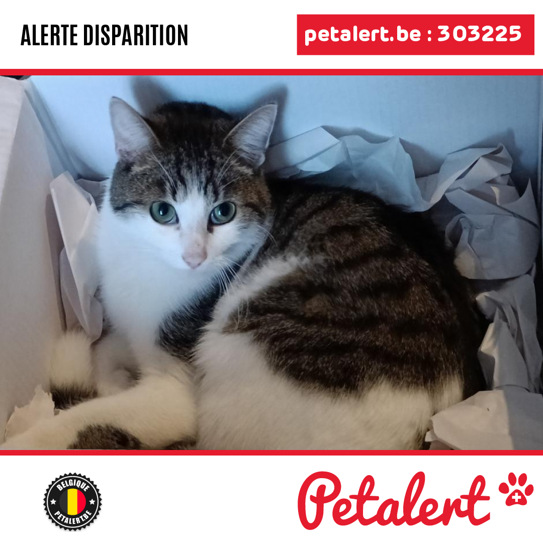 petalert_be's tweet photo. Disparu #Chat #Hainaut #Mons #Petalert  #PetAlertWHT / https://t.co/1h2futR6vu https://t.co/ZpT8kwlS4y