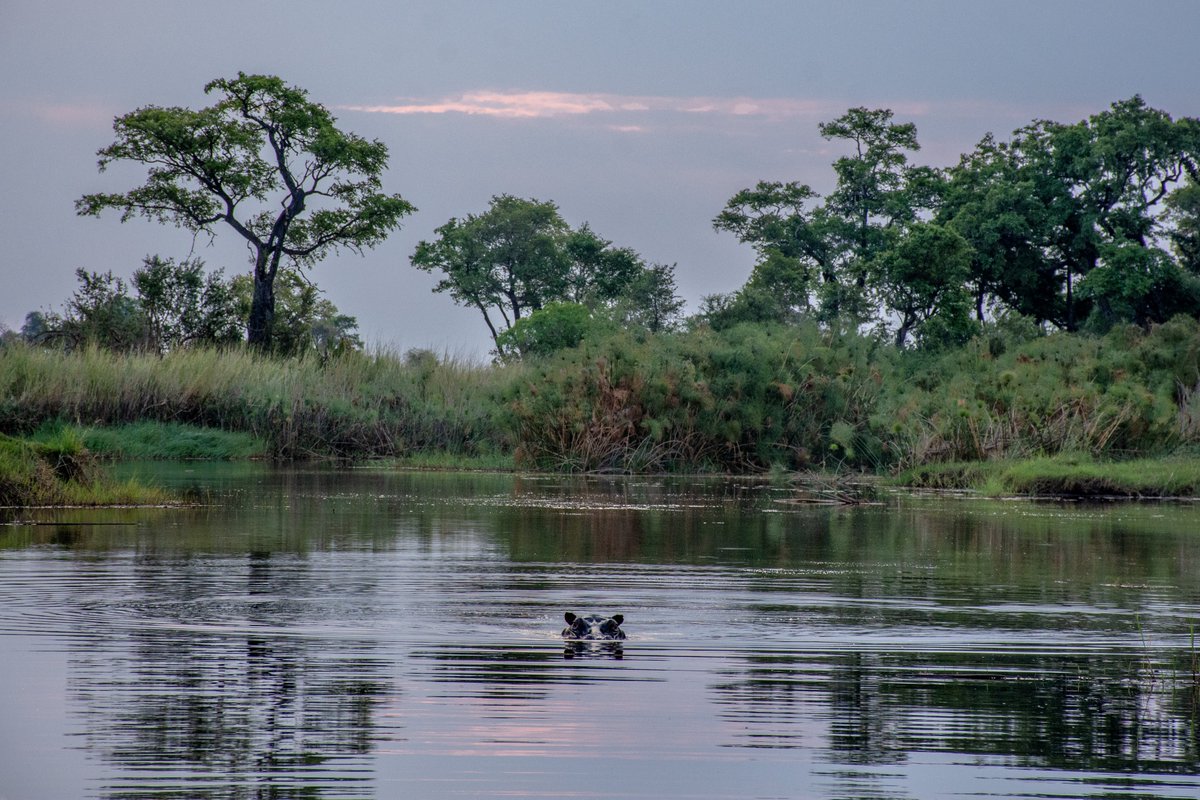 Hippo Approaching. #Okavango #Botswana #offthebeatentrack #travellingdays #throughmylens #snappingtheworld #photooftheday #travel #traveltribe #travelphotography #nikonphotography <a href="/ThePhotoHour/">#ThePhotoHour</a>