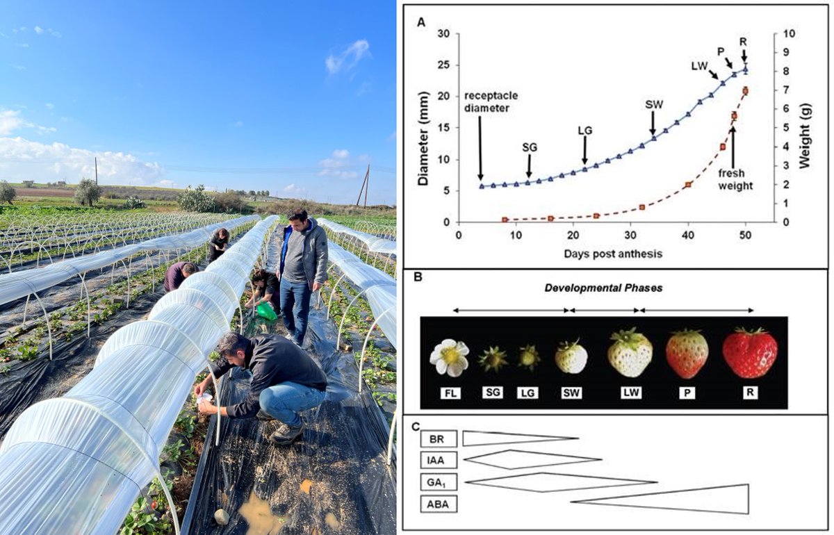 #Strawberry plants (Q3 cultivar) at our experimental plot (Ergates, #Cyprus) treated with an array of compounds (alginate, melatonin, alginate/melatonin, putrescine) at successive developmental stages (LG, SW, LW) as defined by Symons et al (doi.org/10.1093/jxb/er…)