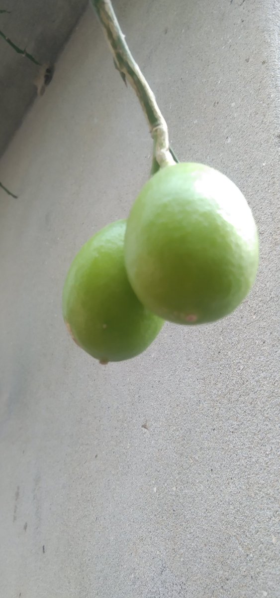HuldarMdmk's tweet photo. @sumi051849411 ভালো লেবুর মতো https://t.co/Uol6nNwlbP