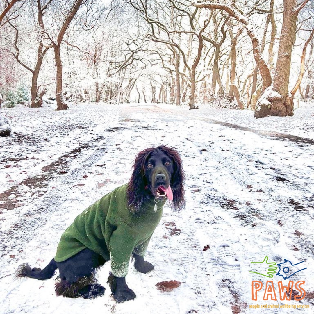 We hope you all had a lovely Christmas and a Happy New Year!!!

Don't hesitate to get in contact via email info@pawswellbeing.org, call us on 0330 229 2079 or visit pawswellbeing.com and fill out the contact form.

#schooldog #animaltherapy #therapy #neurodivergence #sen