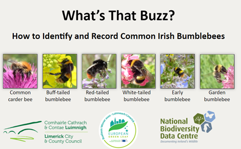 PollinatorPlan's tweet photo. Want to learn how to spot the six most common Irish bumblebees? Our free online course has you covered
https://t.co/zSbPqJz8Ah https://t.co/cpdbKTLKlt