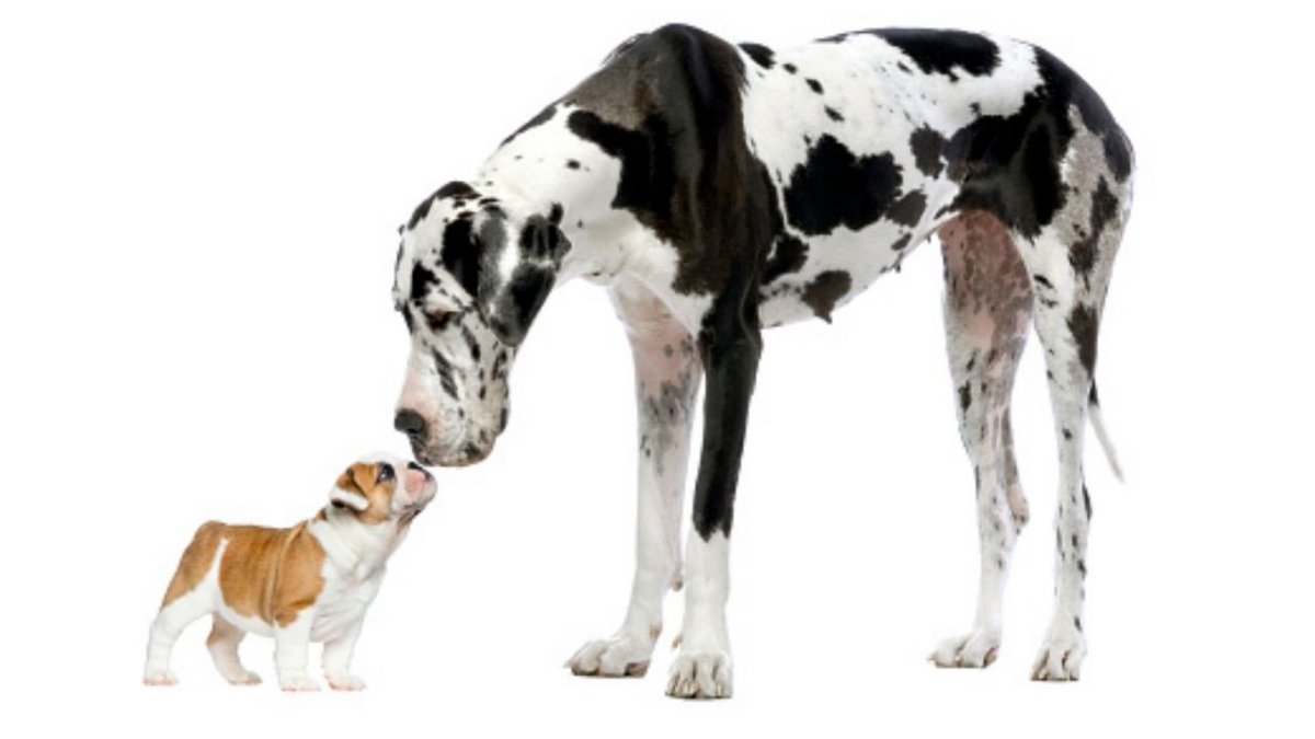 PlayaAdvisor's tweet photo. (FOTOS) Lomitos: Las 10 razas de perros más grandes del mundo - Fútbol en Fórmula https://t.co/AtFQtggt6L https://t.co/S7VmIV5xJN