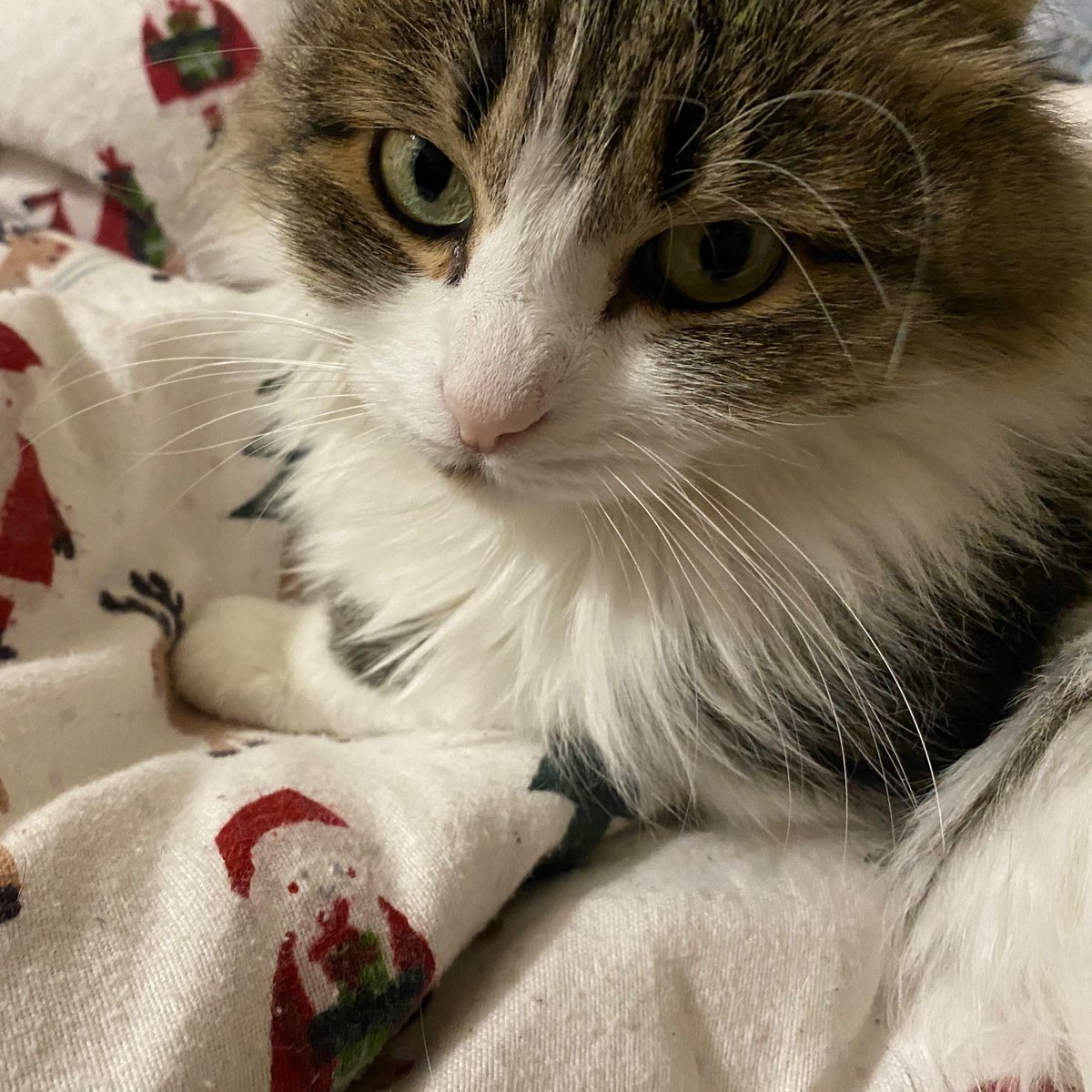 caarmandr's tweet photo. Hace dos días que para mí el mundo es un lugar más feo porque se fue mi luz. Siempre te voy a adorar, bebé peludo. https://t.co/BtjprQxGMl