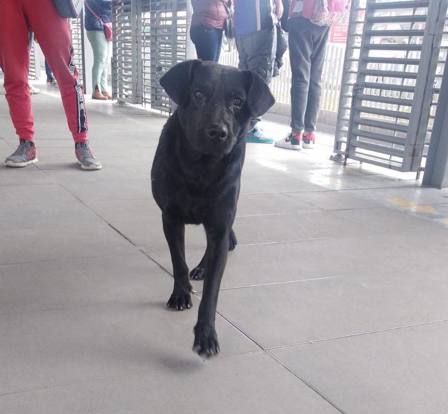 Este perrito está en la Estación Terreros en este momento, parece no tener humano de compañía. Si alguien se apunta para adoptarlo, le esperamos en la estación.🙋🙋‍♀️
Deberá dejar datos, firmar compromiso de cuidado y garantizar darle mucho amor❤️ para que lo entreguemos.